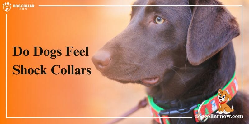 Do Dogs Feel Shock Collars