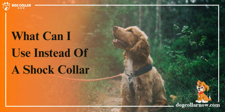 What Can I Use Instead Of A Shock Collar – 12 Effective Alternatives