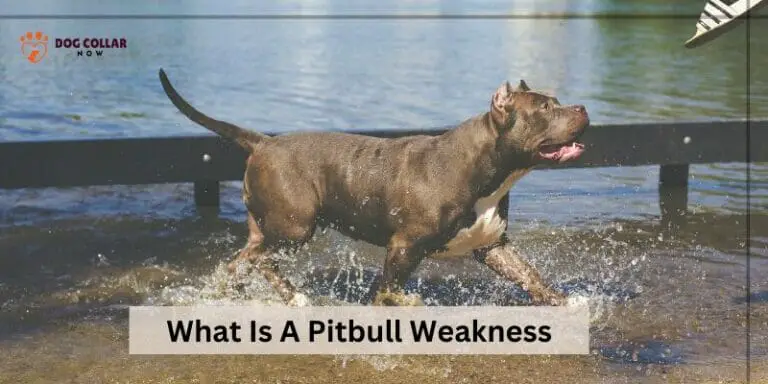 What Is A Pitbull Weakness – 6 Potential Weaknesses