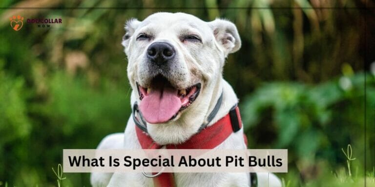 What Is Special About Pit Bulls – 10 Amazing Facts