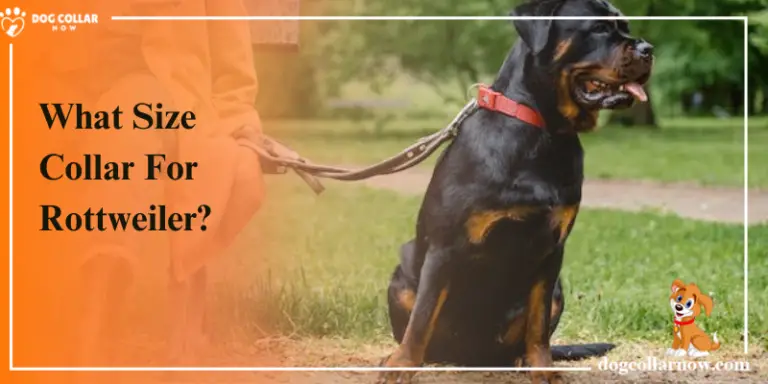 How Do You Control A Rottweiler Dog – Simple Techniques