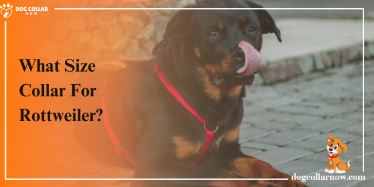 What Size Collar For Rottweiler – Complete Size Guide