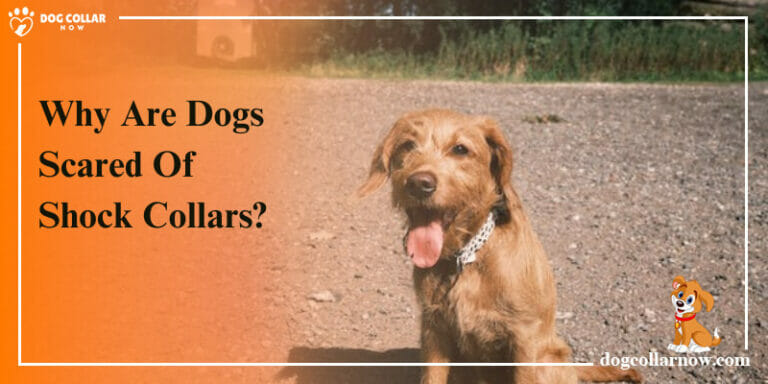 Why Are Dogs Scared Of Shock Collars – Main Reasons